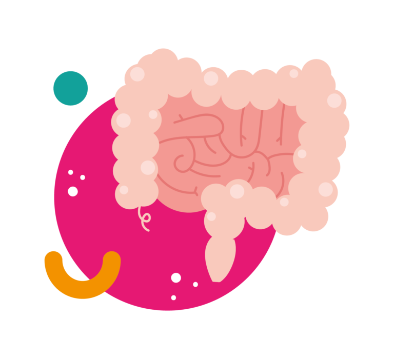 Intestino